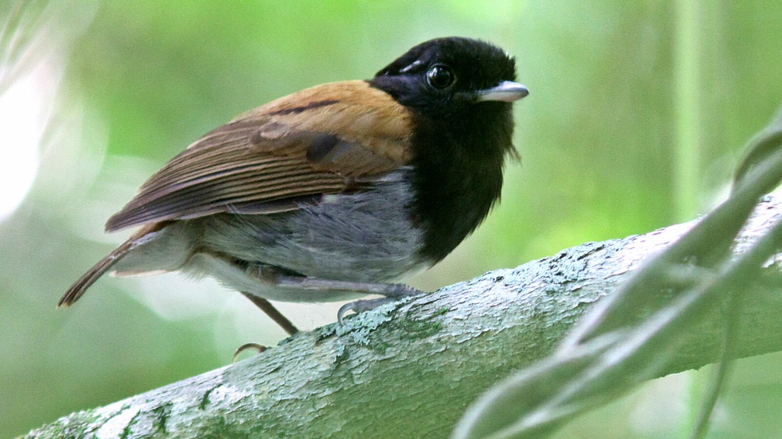 Hooded Gnateater