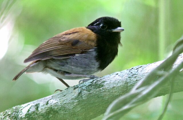 Hooded Gnateater