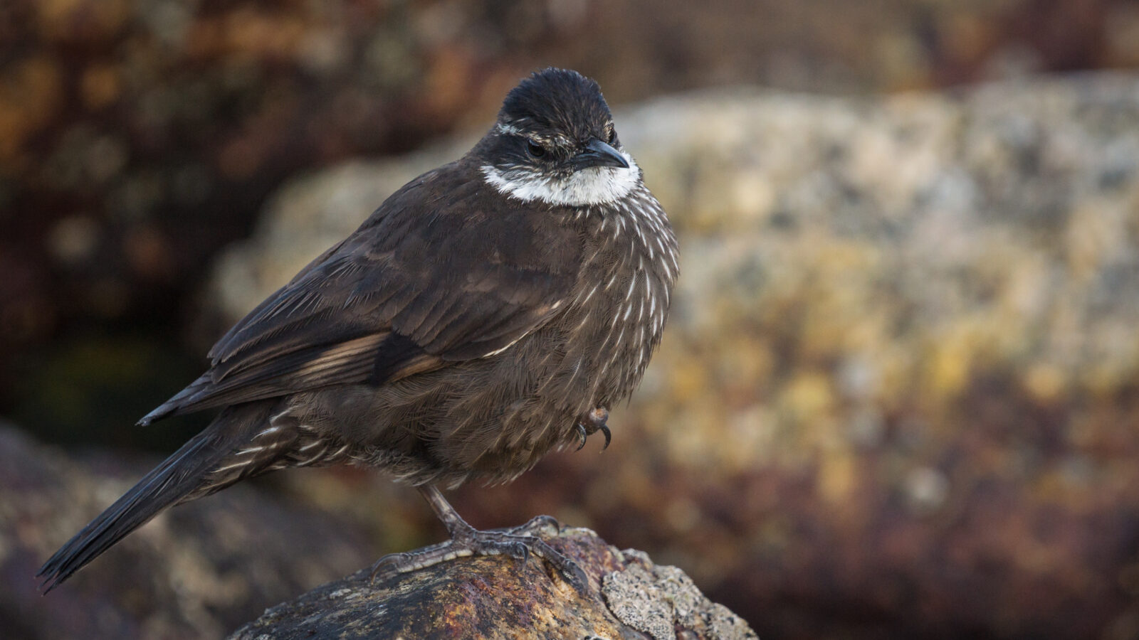 Chilean Seaside Cinclodes