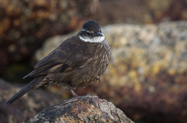 Chilean Seaside Cinclodes