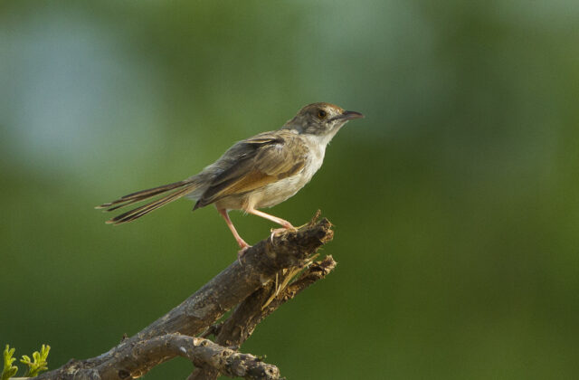 Churring Cisticola