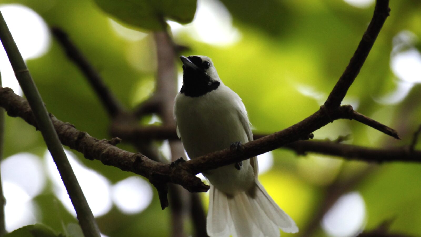 Chuuk Monarch