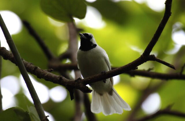 Chuuk Monarch