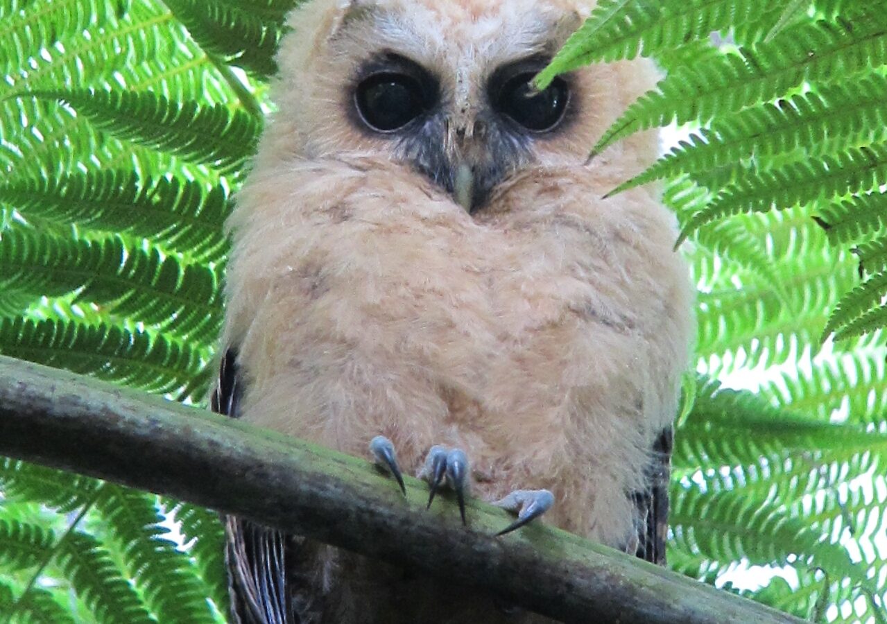 Rufous-banded Owl