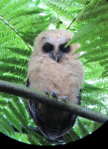 Rufous-banded Owl