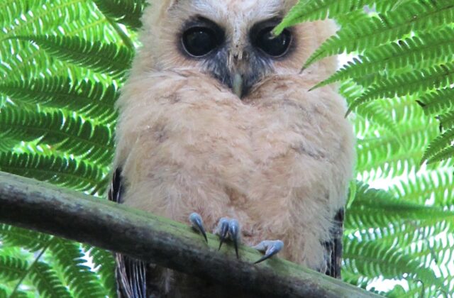 Rufous-banded Owl