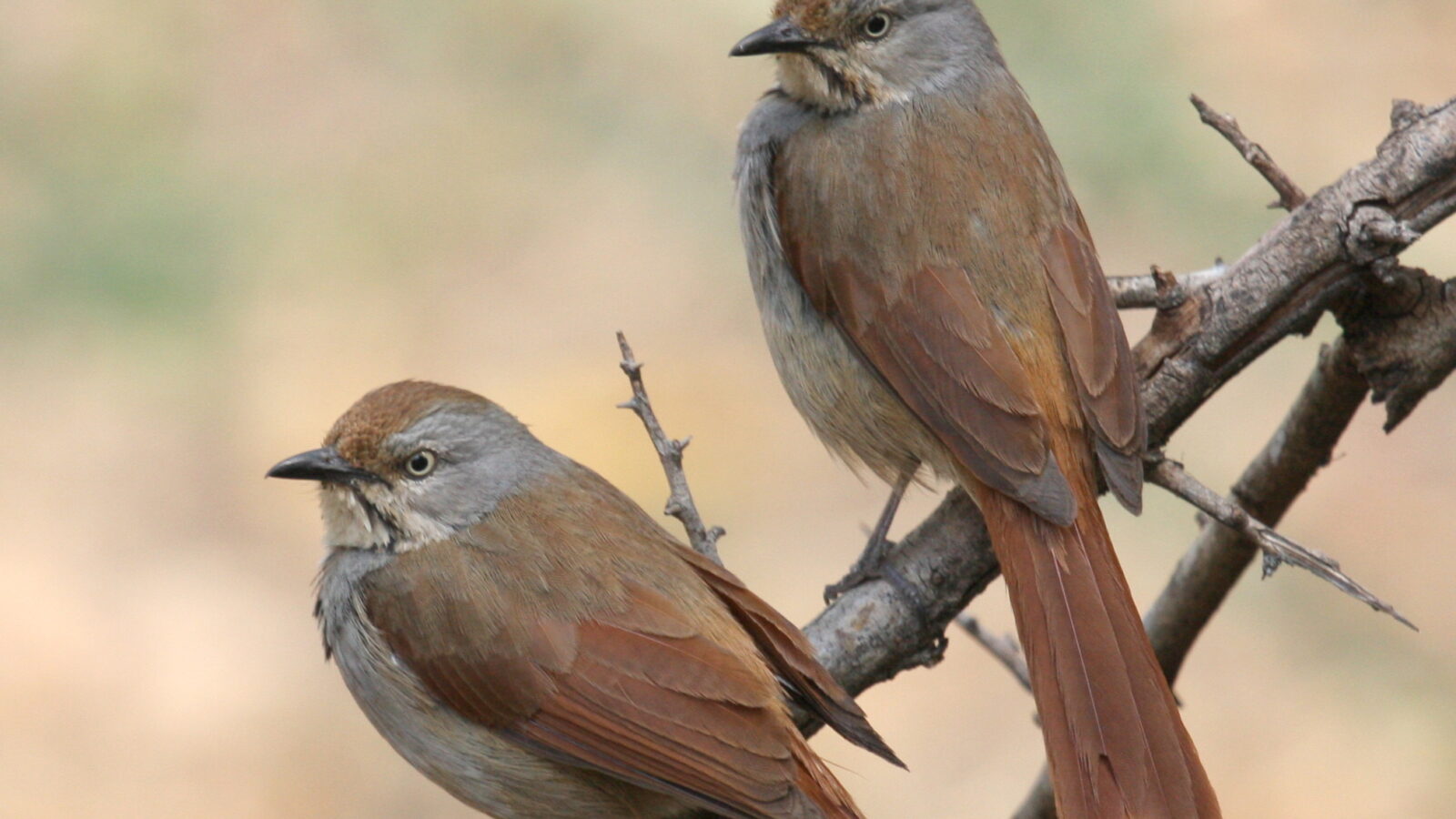 Collared Palm Thrush