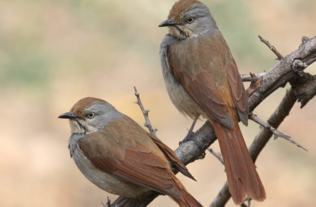Collared Palm Thrush