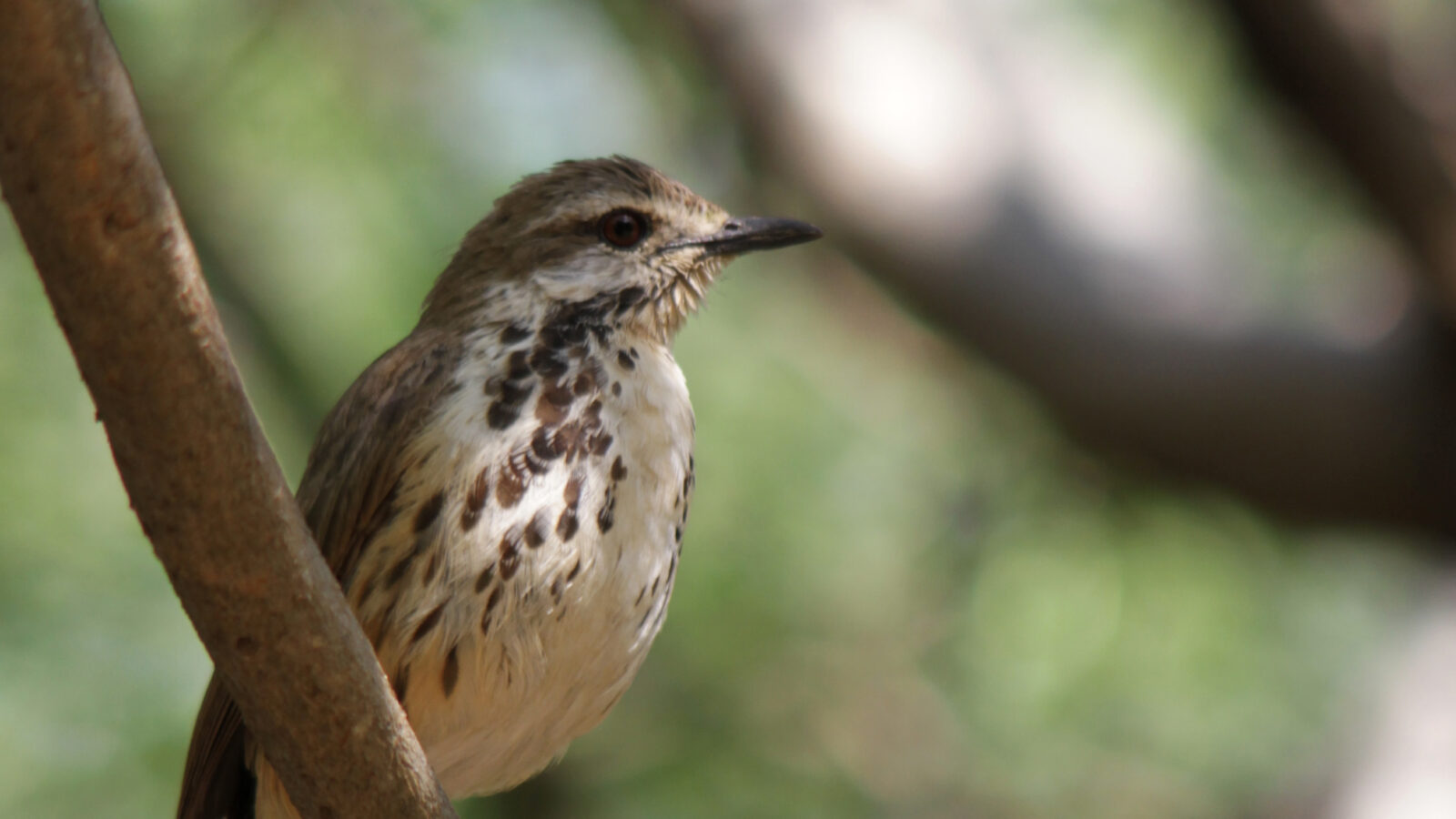 Spotted Palm Thrush