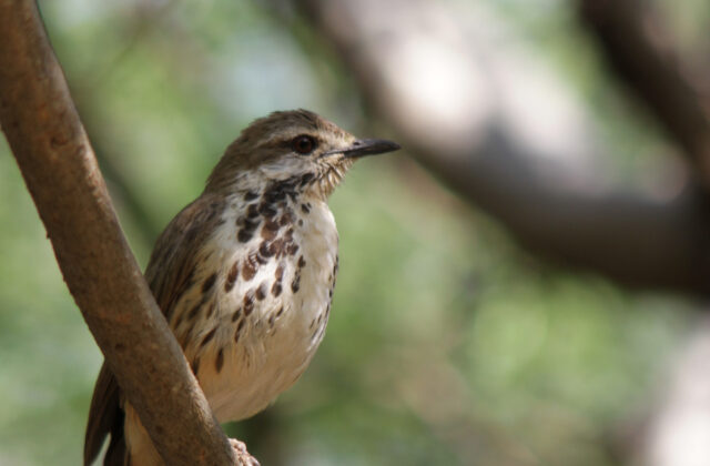Spotted Palm Thrush