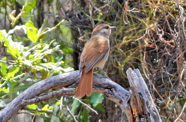 Rufous-tailed Palm Thrush
