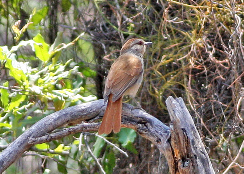 Rufous-tailed Palm Thrush