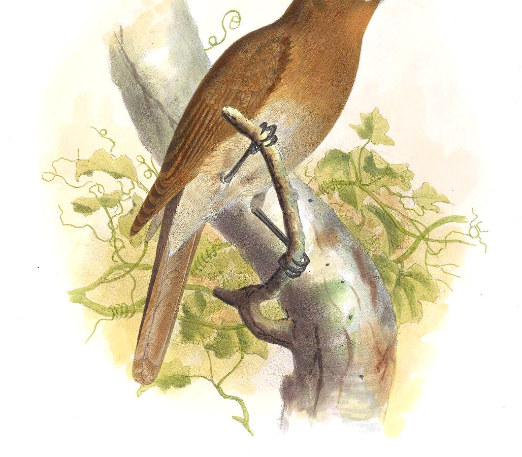 Rufous-brown Solitaire