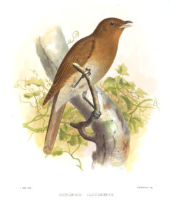 Rufous-brown Solitaire