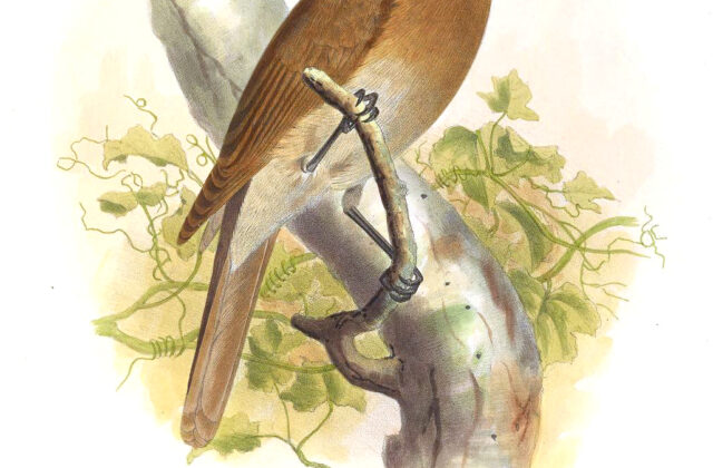 Rufous-brown Solitaire