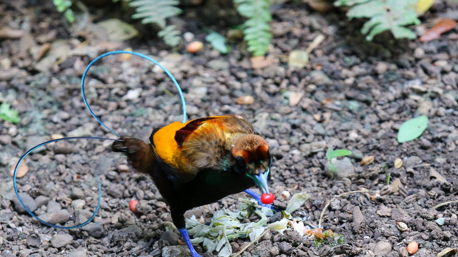 Magnificent Bird-of-paradise