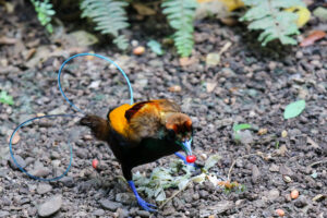 Magnificent Bird-of-paradise