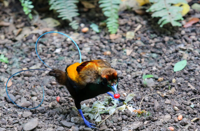 Magnificent Bird-of-paradise