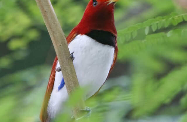 King Bird-of-paradise