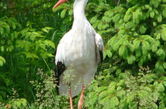 White Stork