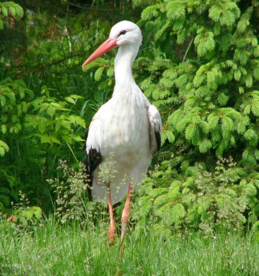 White Stork