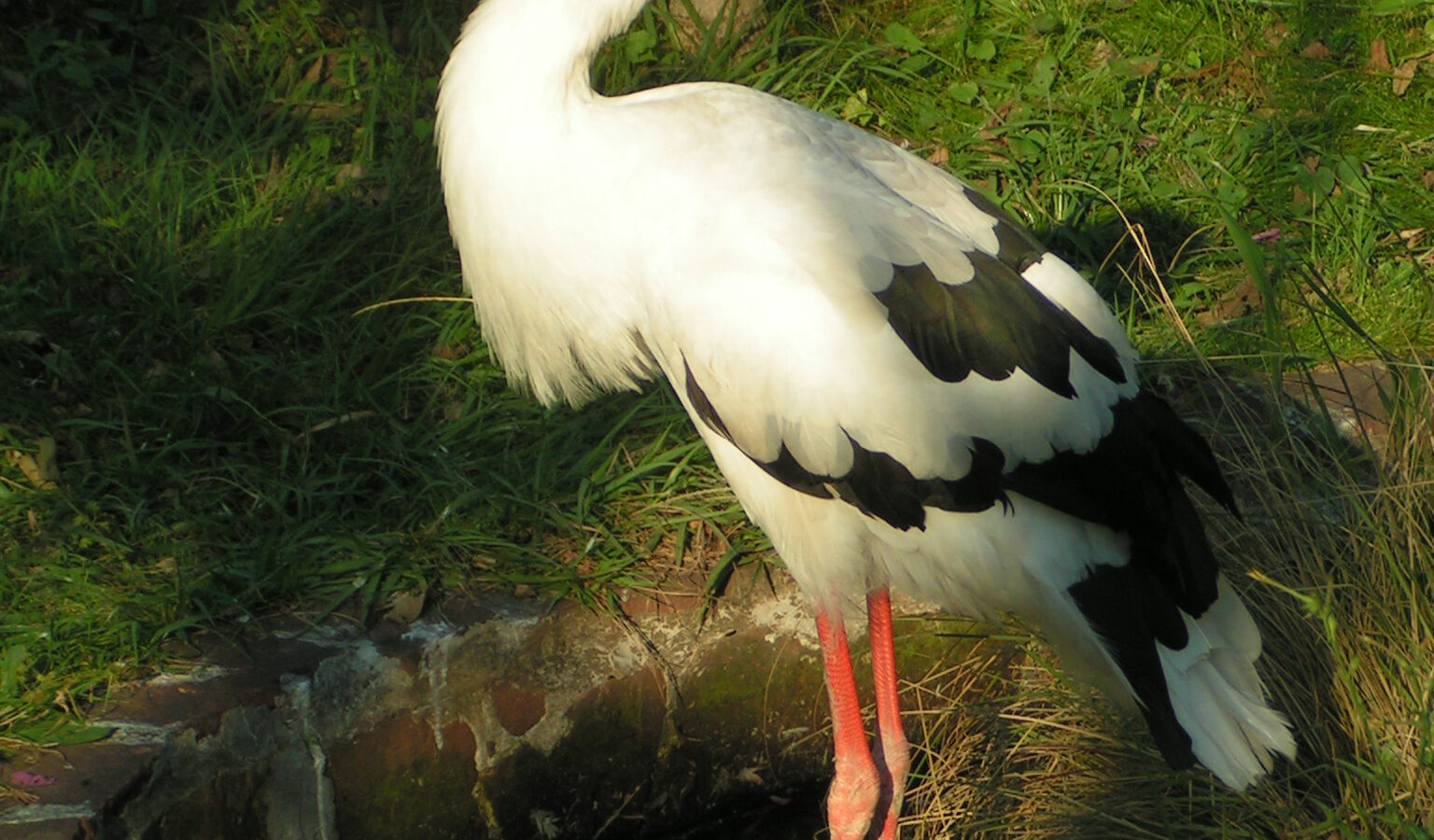 Maguari Stork