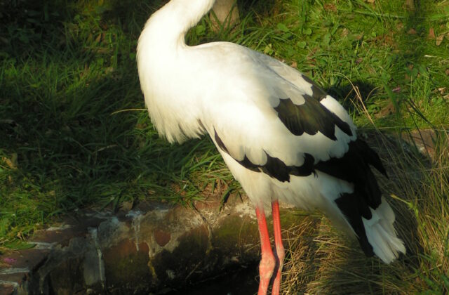 Maguari Stork