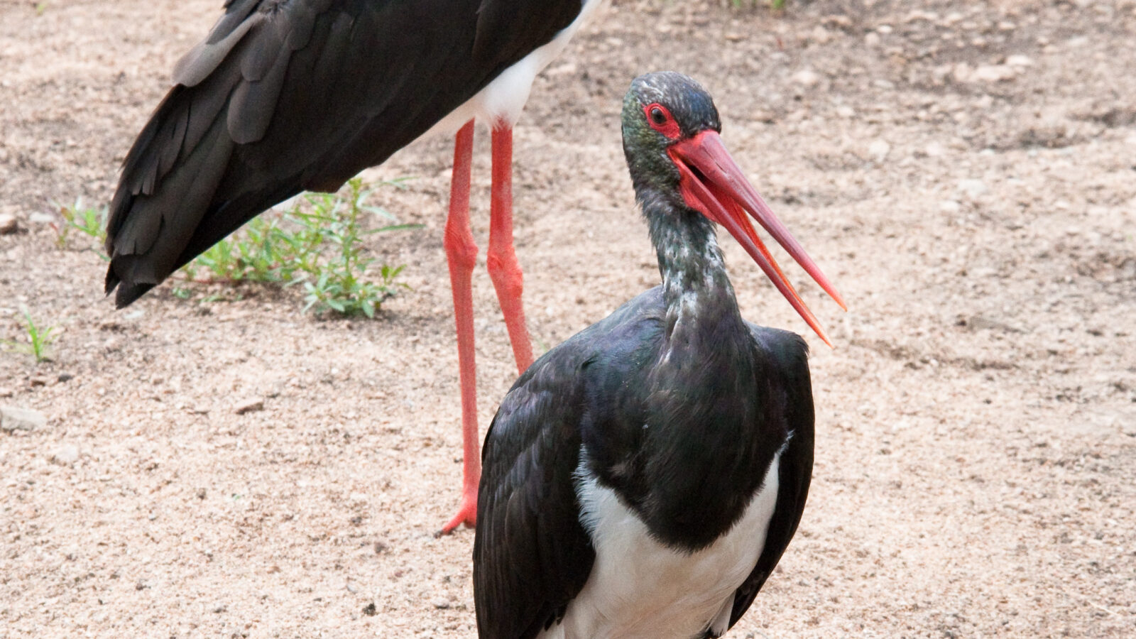 Black Stork
