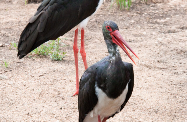 Black Stork