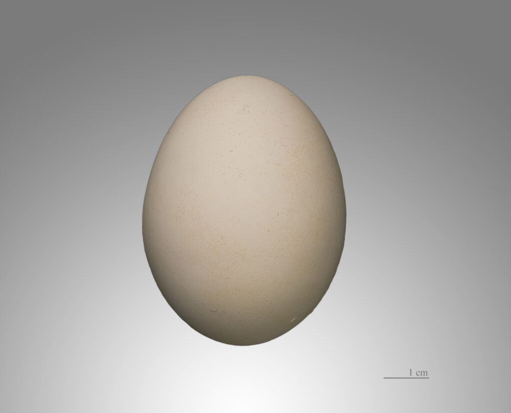 Abdim’s Stork