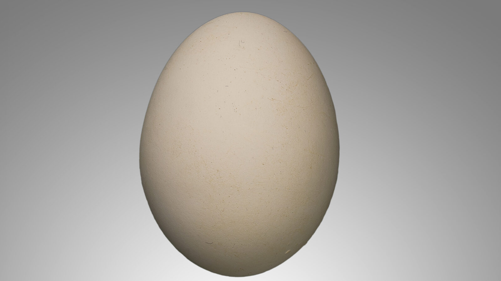 Abdim’s Stork