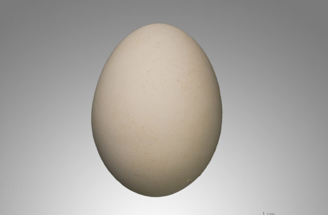 Abdim’s Stork