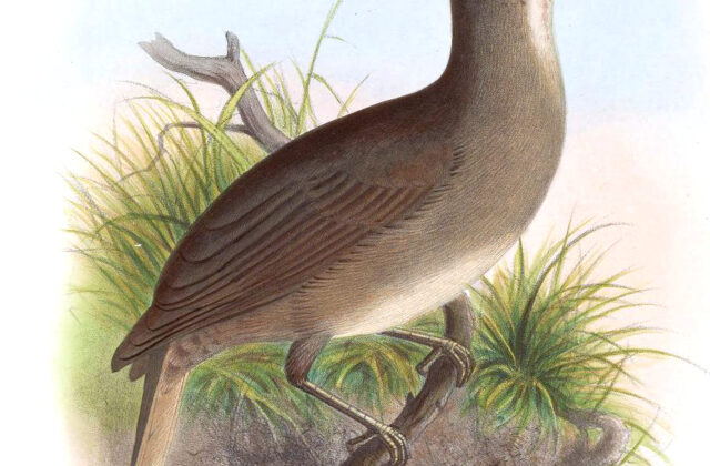 Grey Trembler