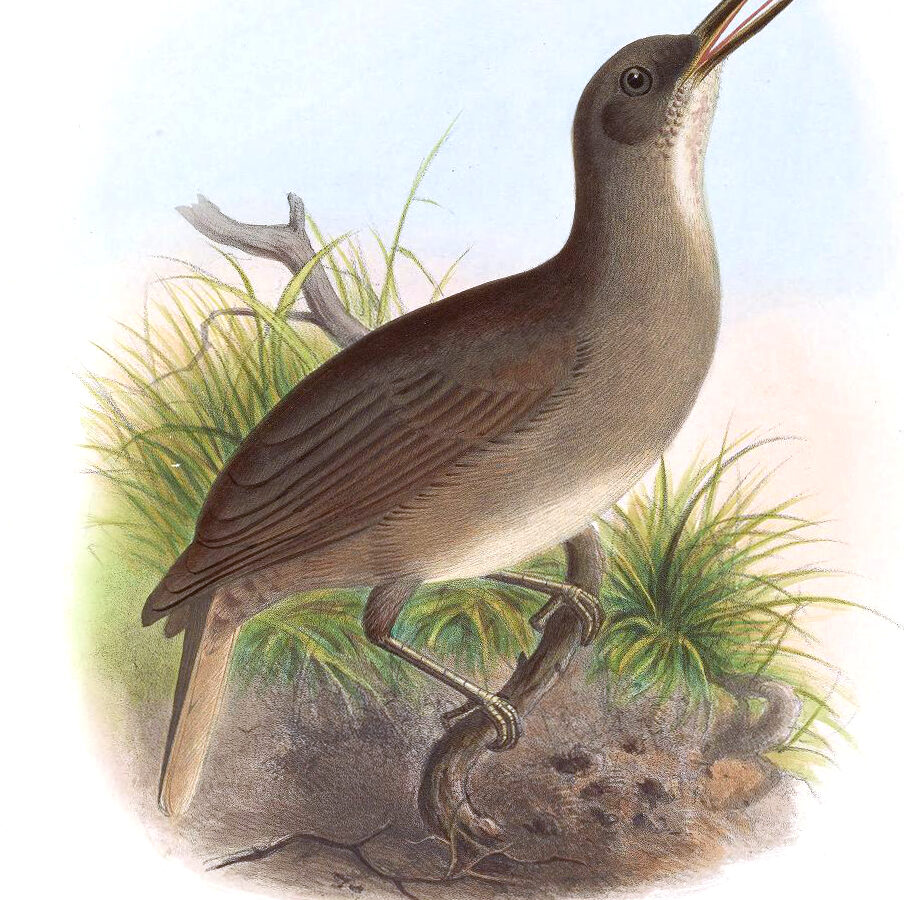 Grey Trembler