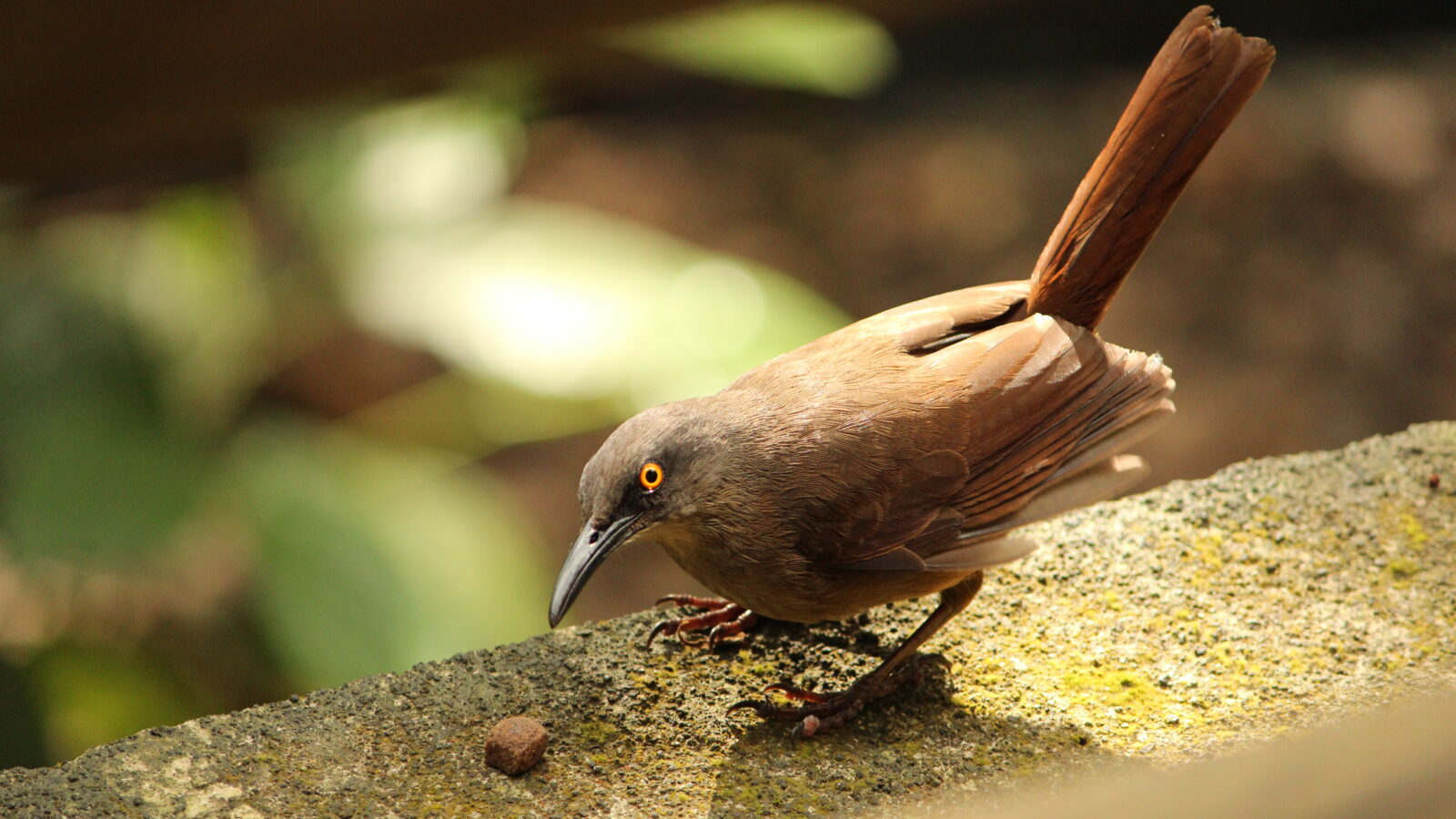 Brown Trembler