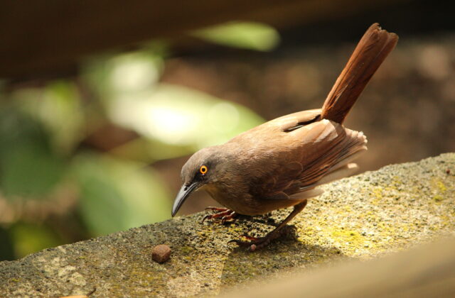 Brown Trembler