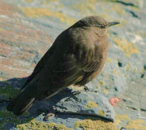 Blackish Cinclodes