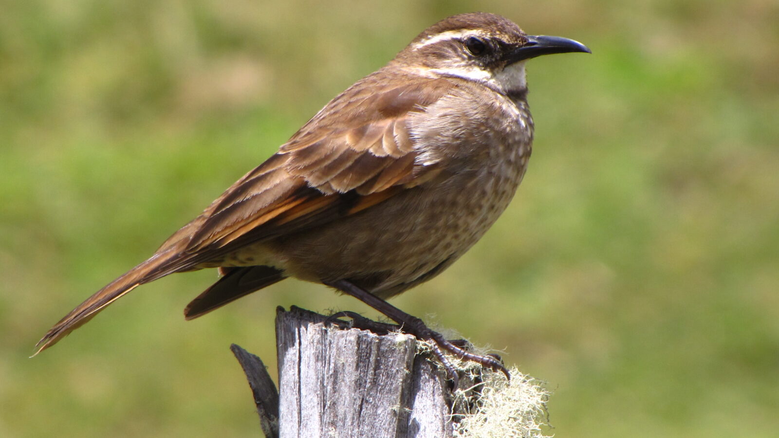 Stout-billed Cinclodes