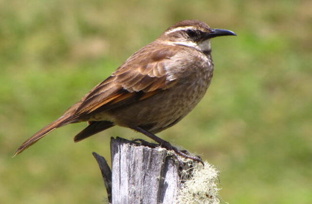 Stout-billed Cinclodes