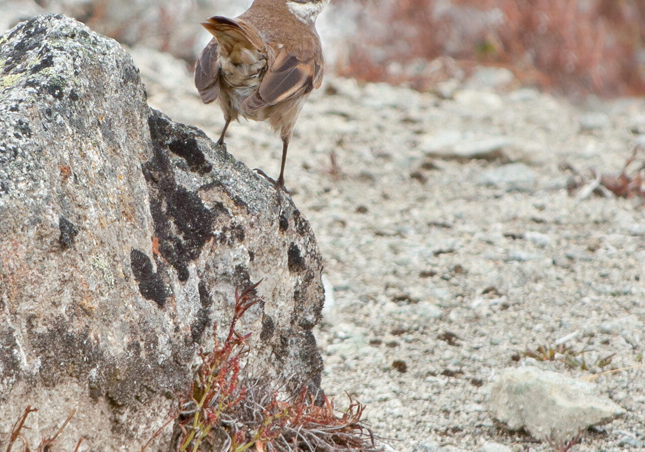 Chestnut-winged Cinclodes