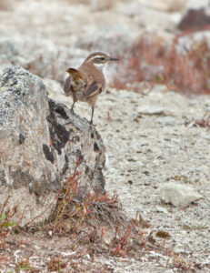 Chestnut-winged Cinclodes