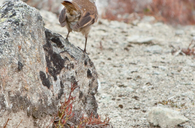 Chestnut-winged Cinclodes