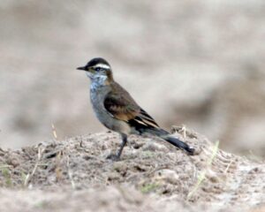 Buff-winged Cinclodes