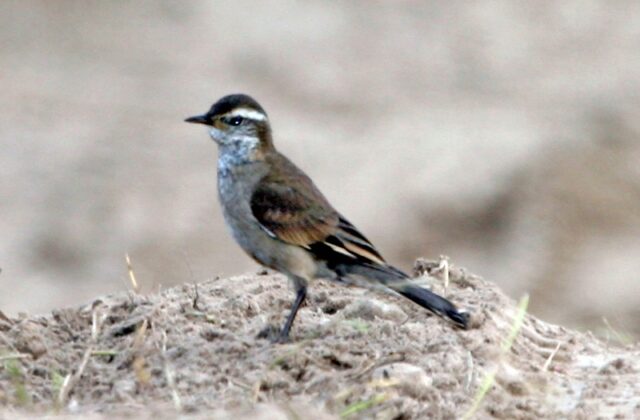 Buff-winged Cinclodes