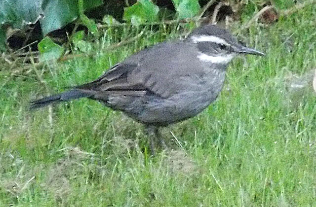 Grey-flanked Cinclodes