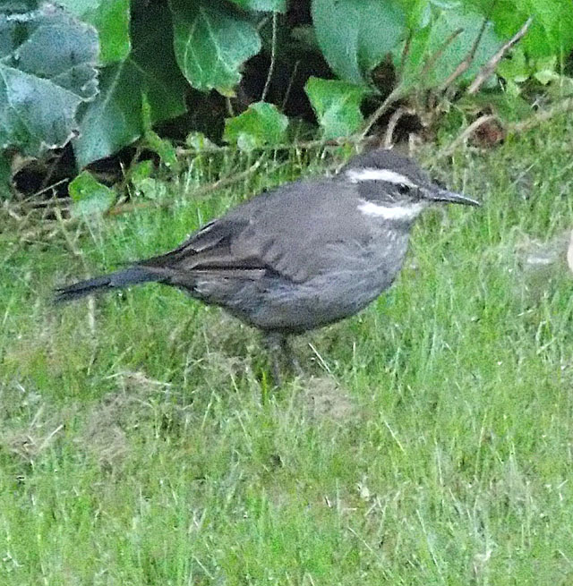 Grey-flanked Cinclodes