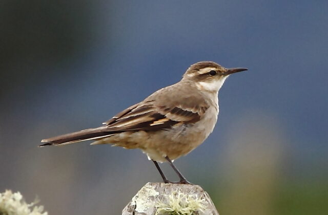Long-tailed Cinclodes