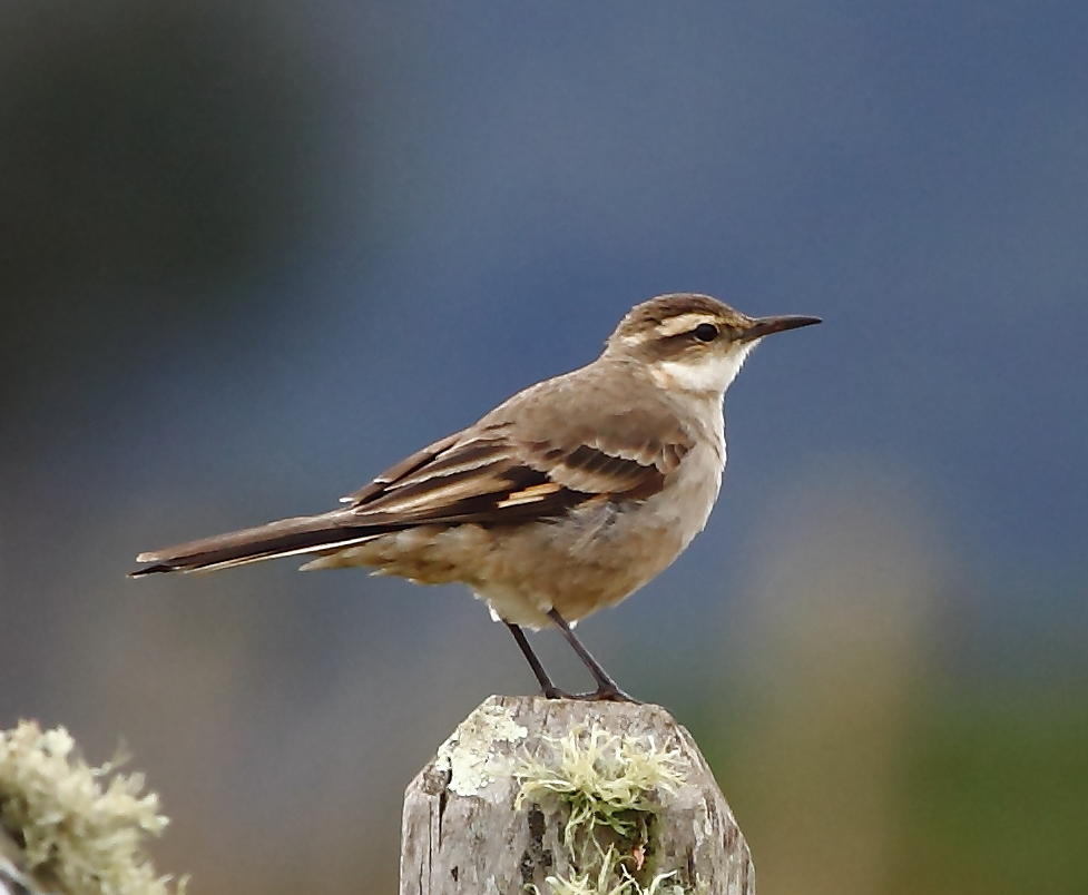 Long-tailed Cinclodes