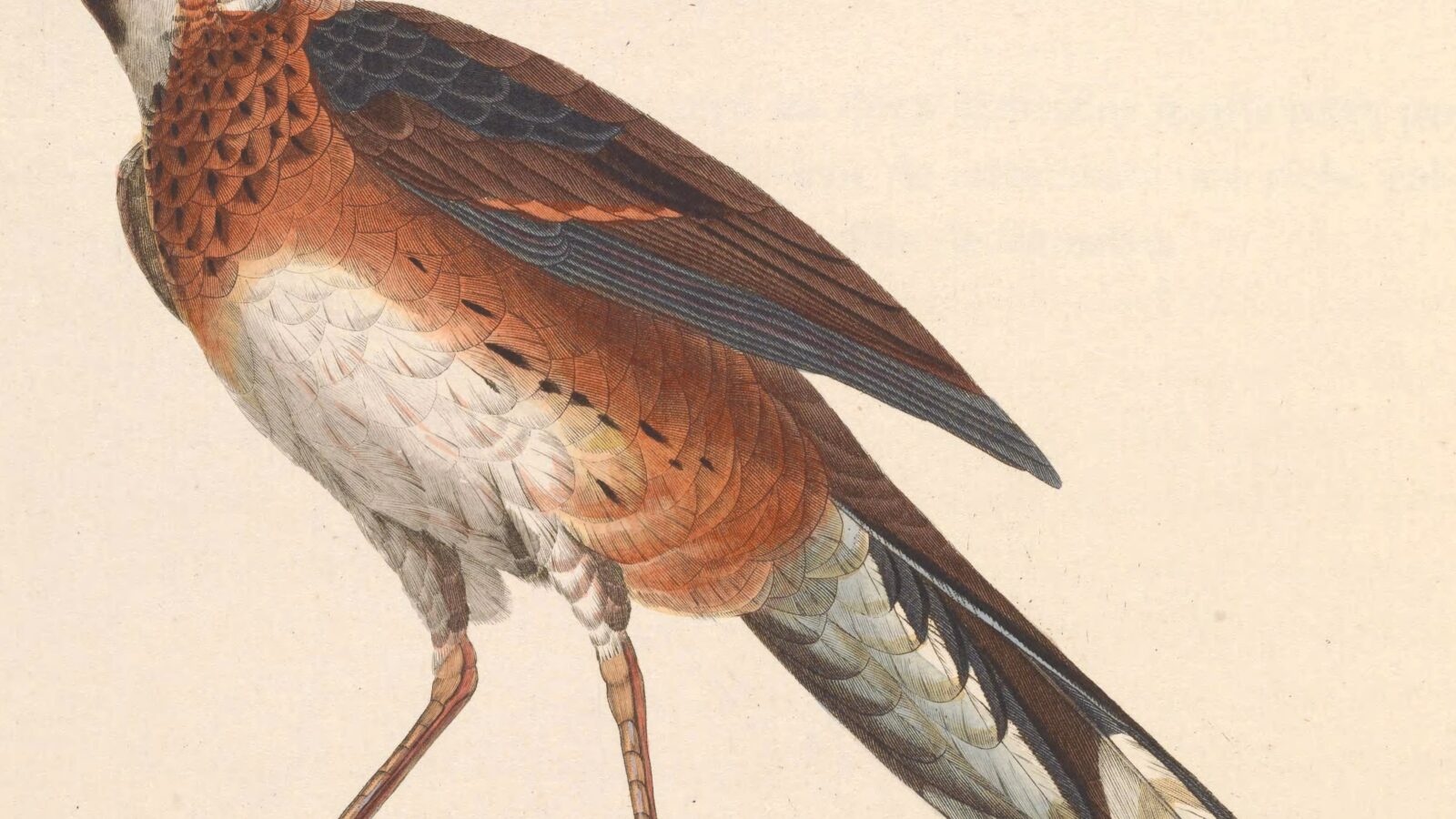 Painted Quail-thrush