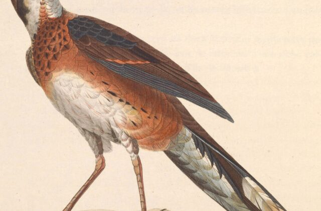 Painted Quail-thrush